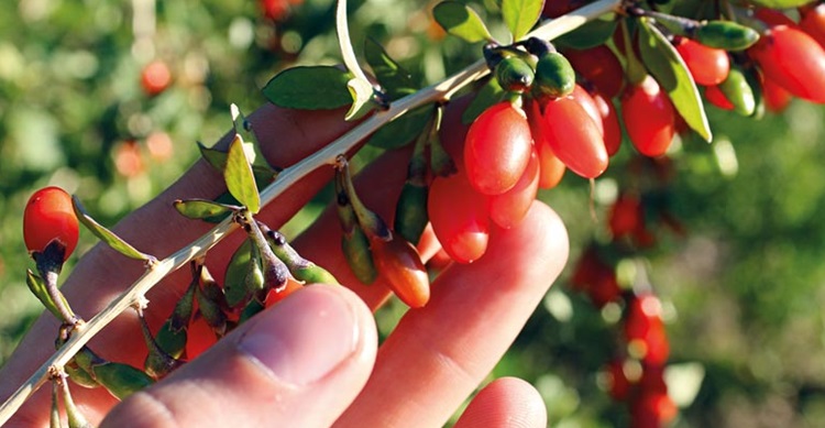 La baie de Goji: miracle ou réalité ?