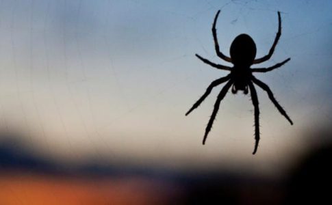 Peur de l’ascenseur ? Peur des araignées